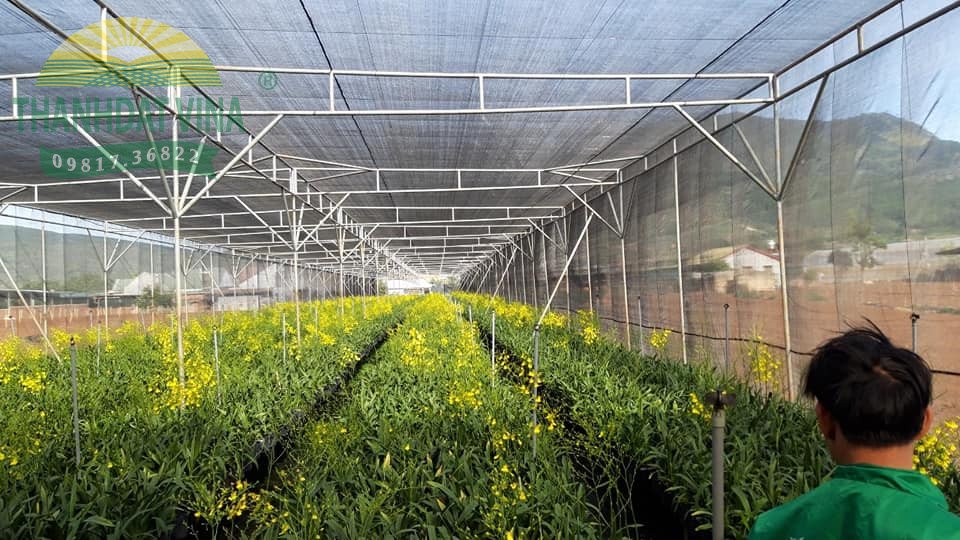 Nhà lưới tại Đà Lạt