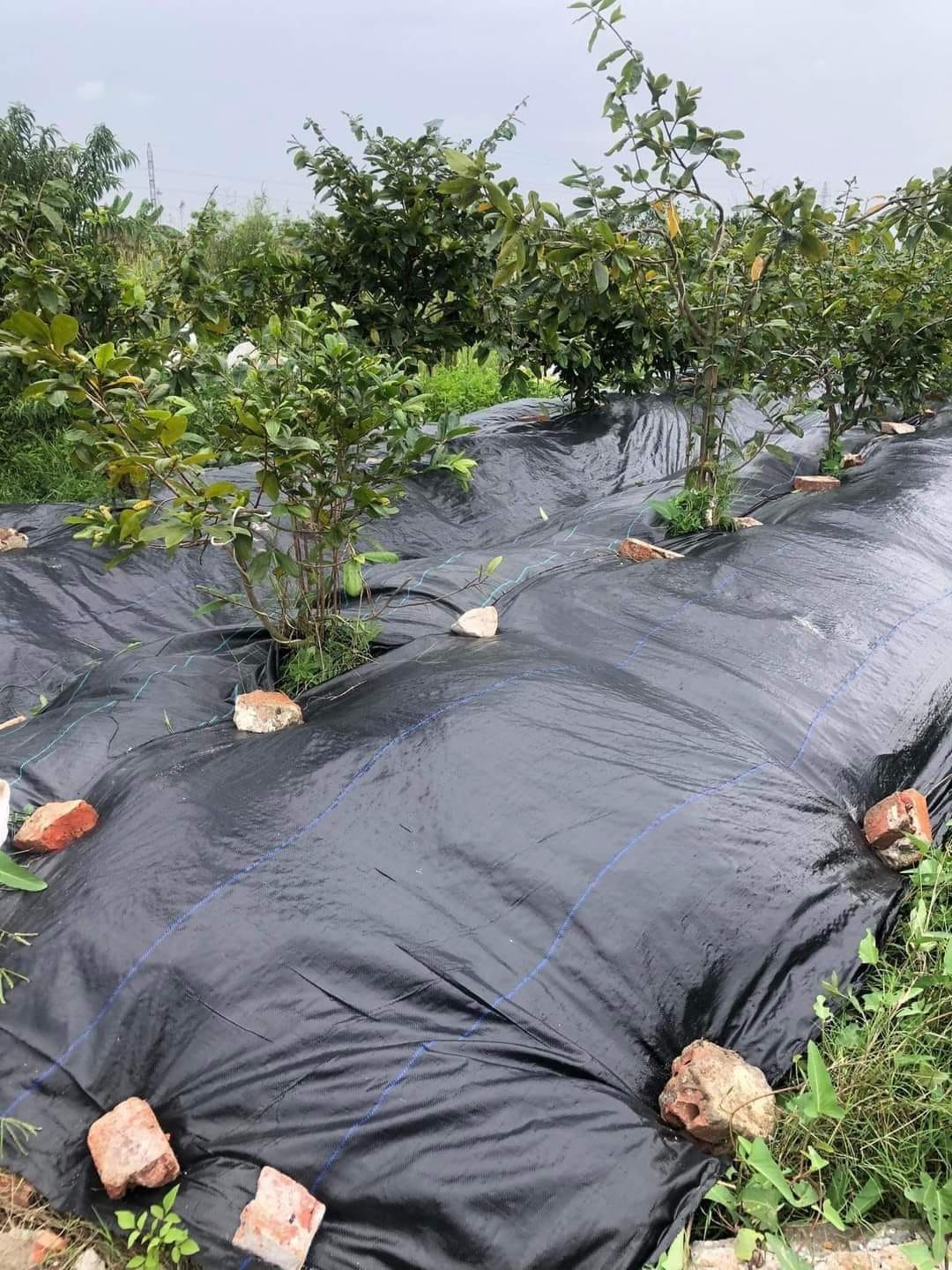 bạt trải diệt cỏ