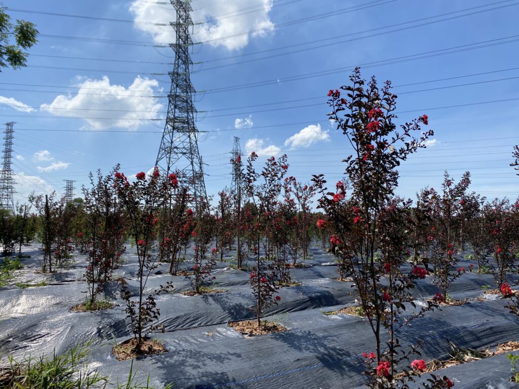 ( Hình ảnh bạt diệt cỏ dại )