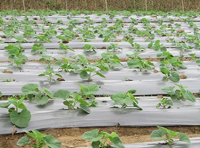 màng phủ nông nghiệp sử dụng cho cây trồng