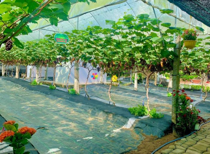 Sử dụng bạt phủ cỏ cho vườn nho